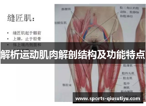 解析运动肌肉解剖结构及功能特点